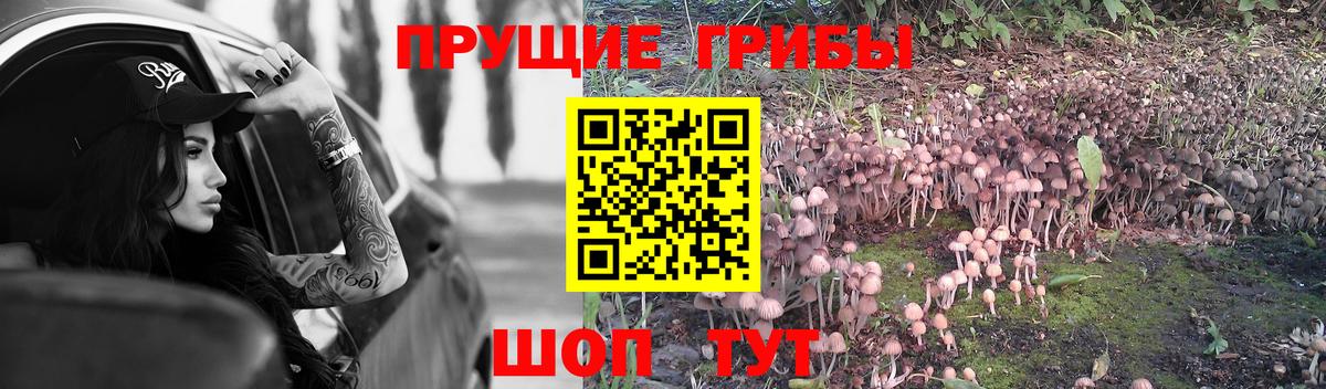 Галлюциногенные грибы Psilocybine cubensis  Белгород  Псилоцибиновые грибы MAGIC MUSHROOMS 